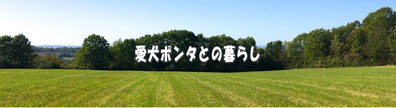 愛犬ポンタとの暮らし