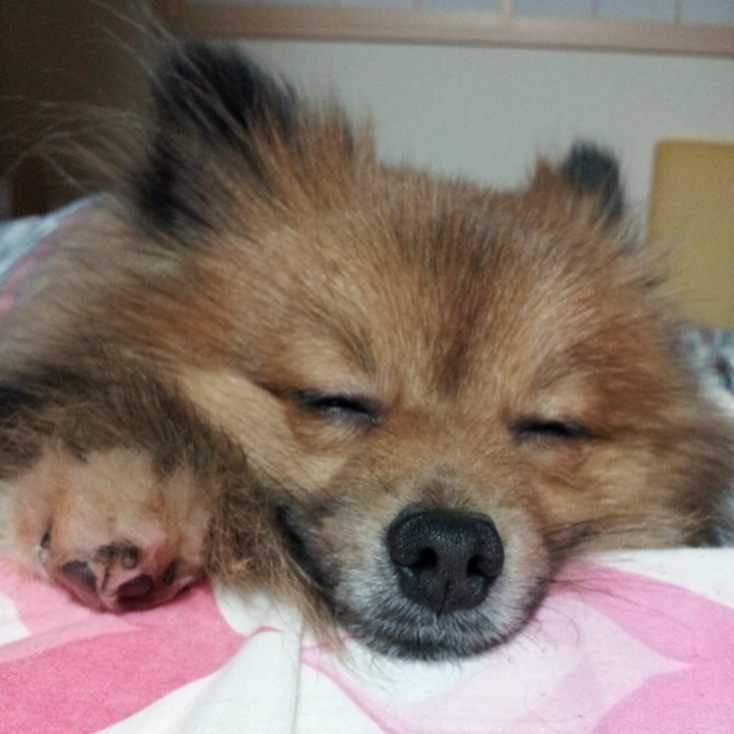 ぽんちゃんのアバター
